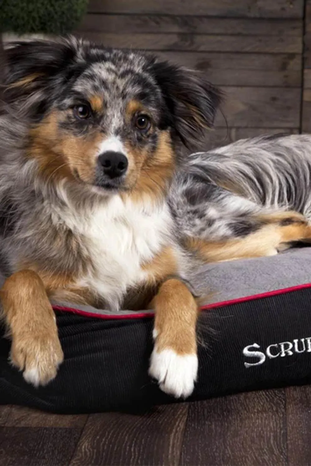 Scruffs Thermal Box Dog Bed